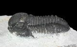 Bargain, Gerastos Trilobite Fossil - Morocco #68641-3